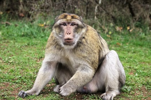 A Barbary macaque sitting on grass in Monkey Forest park.