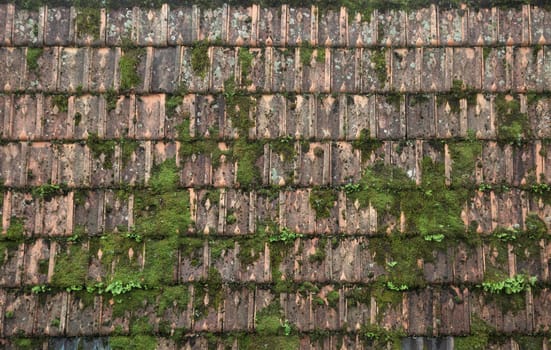 Moss and lichen thrive on rustic roof tiles showcasing the charm of aged architecture.