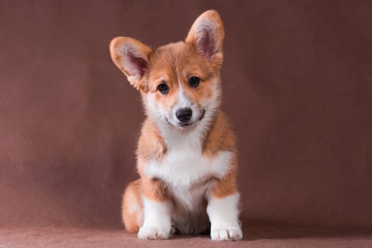 Welsh Corgi Pembroke small red dog sitting on a beige background and smiling