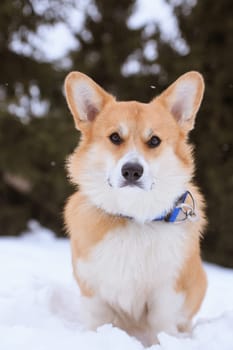 Red welsh corgi pembroke dog on a walk in the winter in the park
