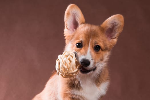 A small red dog of the Welsh Corgi Pembroke breed holds a round braided ball in his teeth