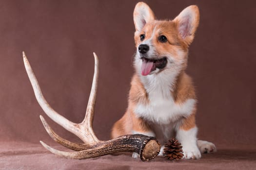 A small red dog of the Welsh Corgi Pembroke breed sits on a beige background next to a horn and a cone