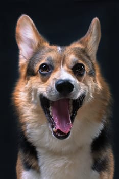 Red and white with black Welsh Corgi Pembroke dog yawns on a black background