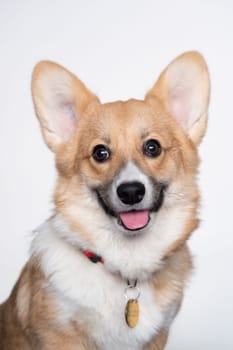Pembroke Welsh Corgi Dog Puppy Portrait on White Background in Studio Indoor