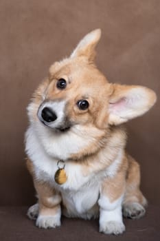 A puppy of a Pembroke Welsh Corgi dog, red and white color, sitting in the studio on a brown background