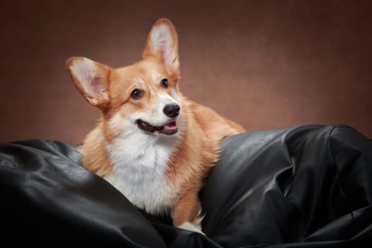 The red-white dog of the Welsh Corgi Pembroke breed lies on a black ottoman