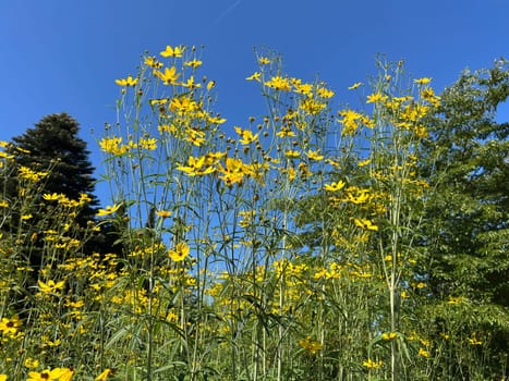 High beauty eye or maiden eye, Coreopsis tripteris is a richly flowering perennial with yellow flowers and is an asset to any garden
