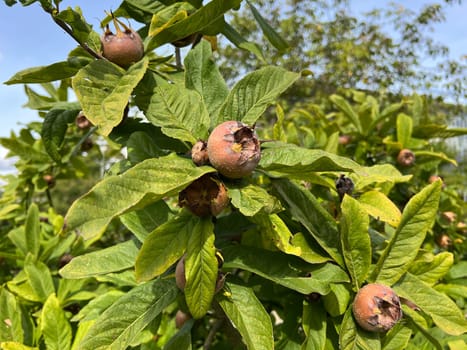 Medlar, Mespilus germanica, is a deciduous tree with a crooked stem and broad crown that bears edible fruit.