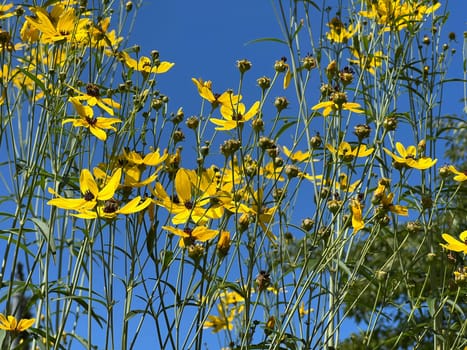 High beauty eye or maiden eye, Coreopsis tripteris is a richly flowering perennial with yellow flowers and is an asset to any garden