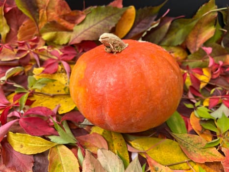 Pumpkin Curbita is a tasty type of vegetable with mostly yellow fruit bodies.