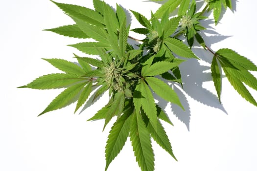 Hemp, Cannabis indica is a useful and medicinal plant.
