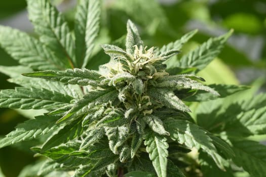 Hemp, Cannabis indica is a useful and medicinal plant.
