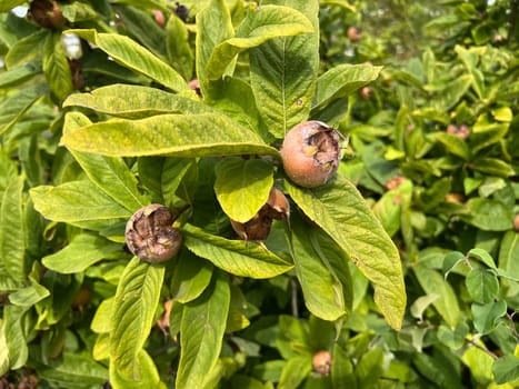 Medlar, Mespilus germanica, is a deciduous tree with a crooked stem and broad crown that bears edible fruit.