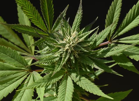 Hemp, Cannabis indica is a useful and medicinal plant.
