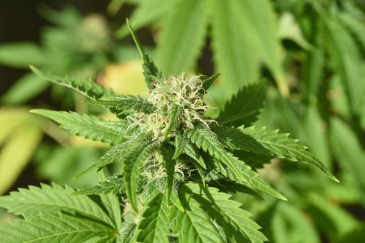 Hemp, Cannabis indica is a useful and medicinal plant.
