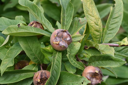Medlar, Mespilus germanica, is a deciduous tree with a crooked stem and broad crown that bears edible fruit.