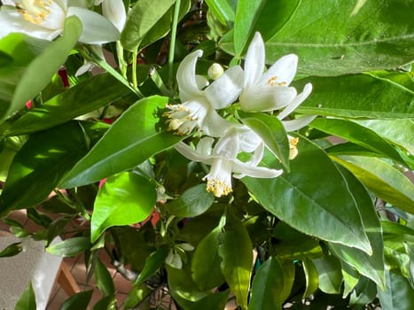 Orange, Citrus sinensis, is an exotic fruit that is also used as a fragrance when dried.