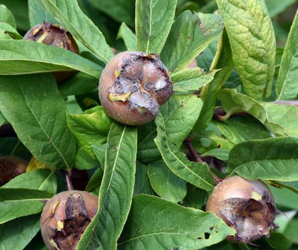 Medlar, Mespilus germanica, is a deciduous tree with a crooked stem and broad crown that bears edible fruit.