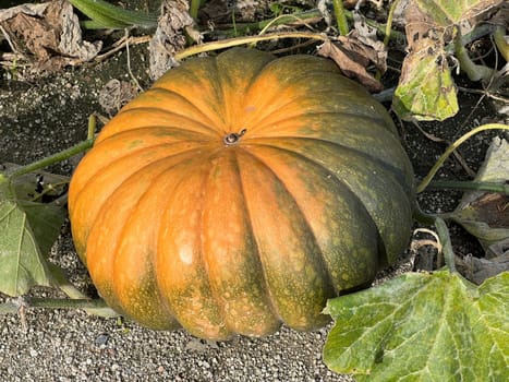 Pumpkin Curbita is a tasty type of vegetable with mostly yellow fruit bodies.