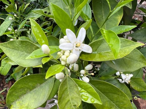 Orange, Citrus sinensis, is an exotic fruit that is also used as a fragrance when dried.