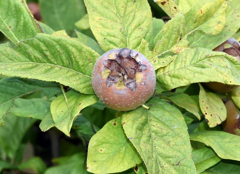 Medlar, Mespilus germanica, is a deciduous tree with a crooked stem and broad crown that bears edible fruit.