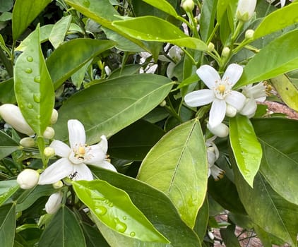 Orange, Citrus sinensis, is an exotic fruit that is also used as a fragrance when dried.