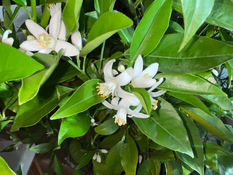 Orange, Citrus sinensis, is an exotic fruit that is also used as a fragrance when dried.