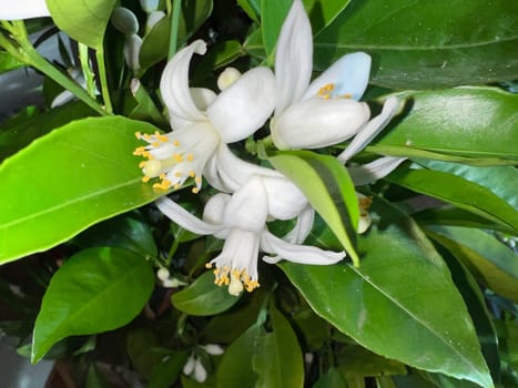 Orange, Citrus sinensis, is an exotic fruit that is also used as a fragrance when dried.