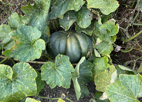 Pumpkin Curbita is a tasty type of vegetable with mostly yellow fruit bodies.