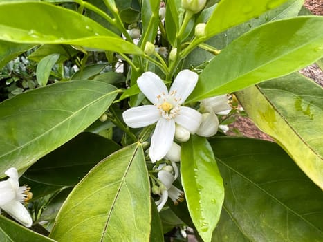 Orange, Citrus sinensis, is an exotic fruit that is also used as a fragrance when dried.