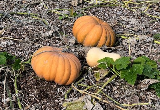 Pumpkin Curbita is a tasty type of vegetable with mostly yellow fruit bodies.