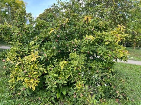 Medlar, Mespilus germanica, is a deciduous tree with a crooked stem and broad crown that bears edible fruit.