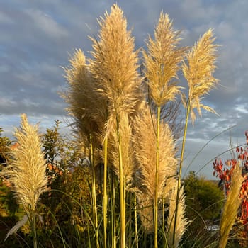 Pampas grass, Cortaderia selloana, is a type of grass with long attractive fronds in autumn.