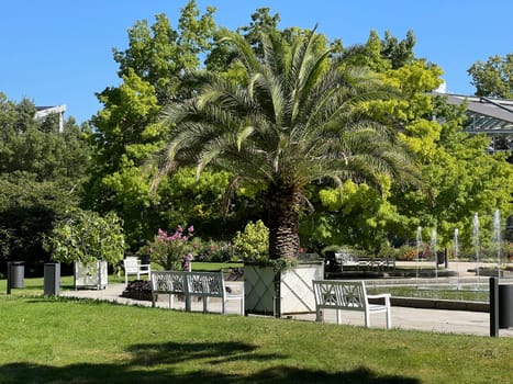 Phoenix palm, Phoenix canariensis, is a decorative palm that is also often used as a pot plant.