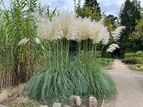 Pampas grass, Cortaderia selloana, is a type of grass with long attractive fronds in autumn.