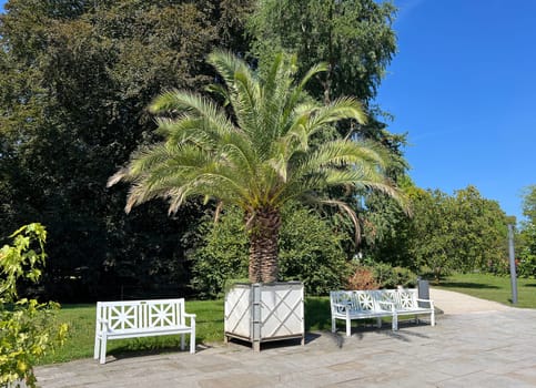 Phoenix palm, Phoenix canariensis, is a decorative palm that is also often used as a pot plant.