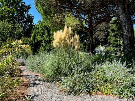 Pampas grass, Cortaderia selloana, is a type of grass with long attractive fronds in autumn.