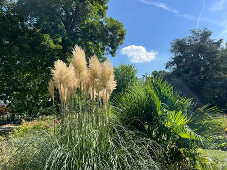 Pampas grass, Cortaderia selloana, is a type of grass with long attractive fronds in autumn.