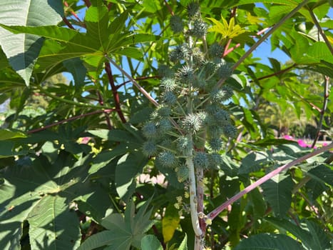 Castor oil, Ricinus communis, is a poisonous and medicinal plant with red flowers and poisonous beans.