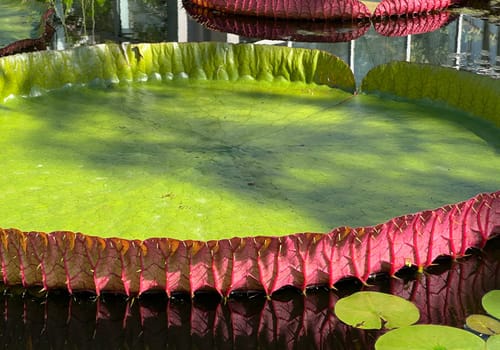 Water lilies in a garden with their beautiful flowers and leaves are a must.

