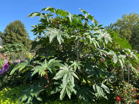 Castor oil, Ricinus communis, is a poisonous and medicinal plant with red flowers and poisonous beans.