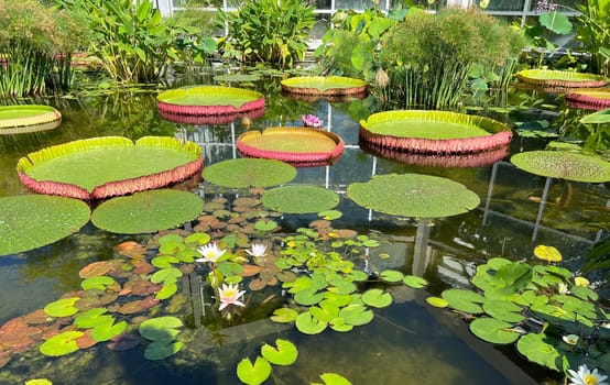 Water lilies in a garden with their beautiful flowers and leaves are a must.

