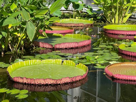 Water lilies in a garden with their beautiful flowers and leaves are a must.

