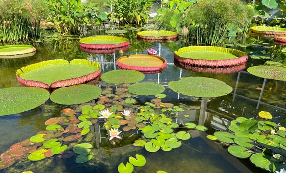 Water lilies in a garden with their beautiful flowers and leaves are a must.

