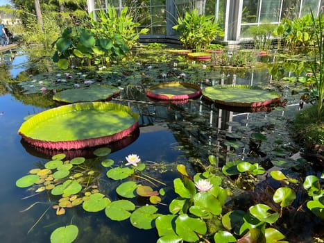 Water lilies in a garden with their beautiful flowers and leaves are a must.


