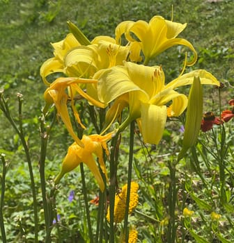 Daylily, Hemerocallis, is a beautiful summer flower with partly yellow, red or orange flowers