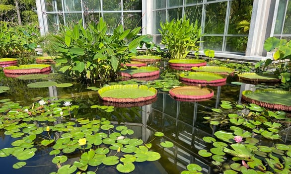Water lilies in a garden with their beautiful flowers and leaves are a must.

