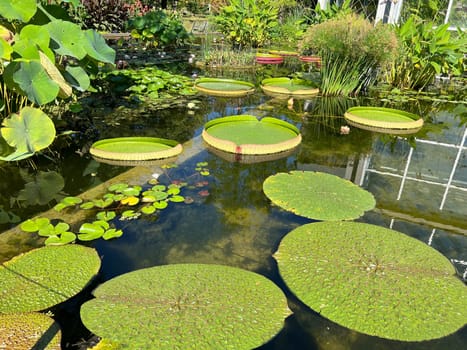 Water lilies in a garden with their beautiful flowers and leaves are a must.


