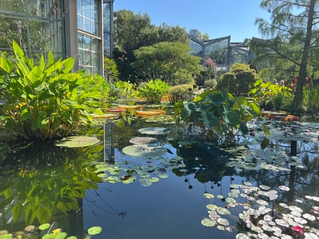 Water lilies in a garden with their beautiful flowers and leaves are a must.

