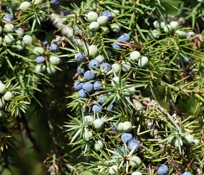 Juniper, Juniperis communis, is a shrub with blue fruits that is used as a medicinal plant and as a spice